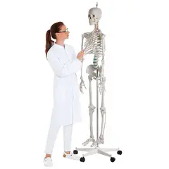 Skelett till undervisning Anatomisk modell