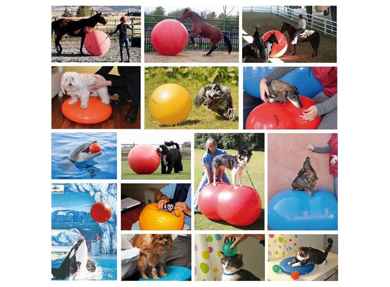 Gymnic Plus Röd 55 cm Latexfri träningsboll - hög kvalitet