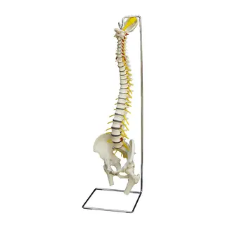 Anatomiska modell av Ryggrad 86x25x25cm | Med stativ