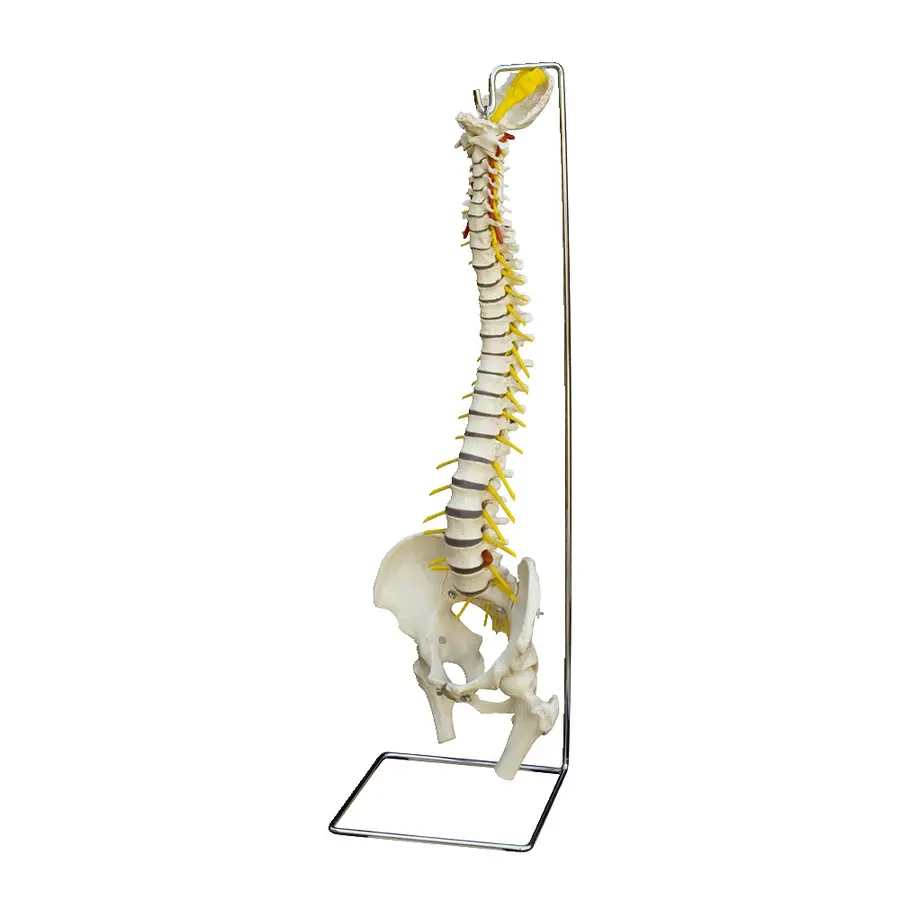 Anatomische Lehrtafeln & Modelle 