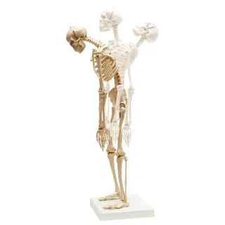 Anatomisk modell | miniskelett 67x12x12 cm