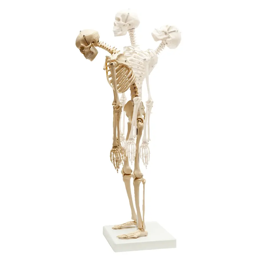 Anatomisk modell | miniskelett 67x12x12 cm 