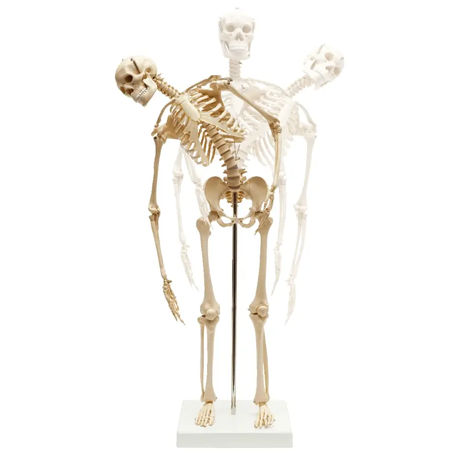Anatomisk modell | miniskelett 67x12x12 cm 