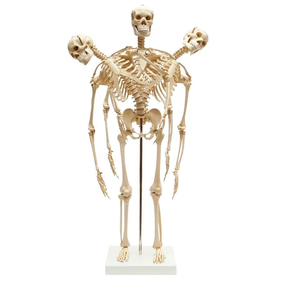 Anatomisk modell | miniskelett 67x12x12 cm 