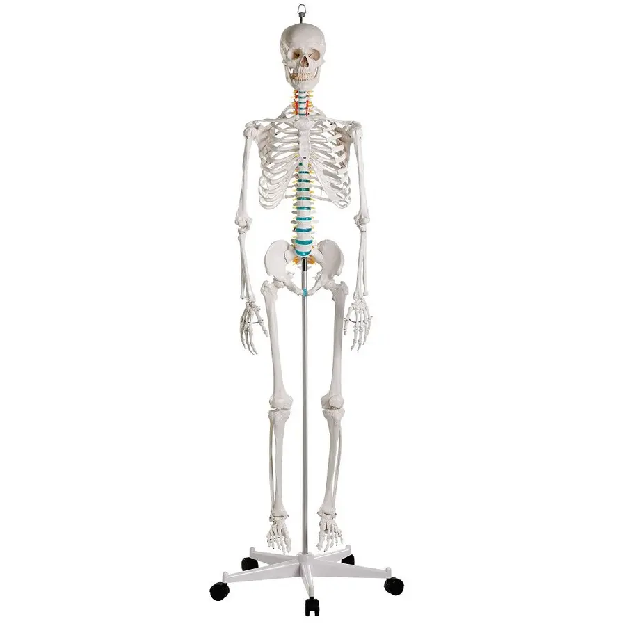 Skelett till undervisning Anatomisk modell 
