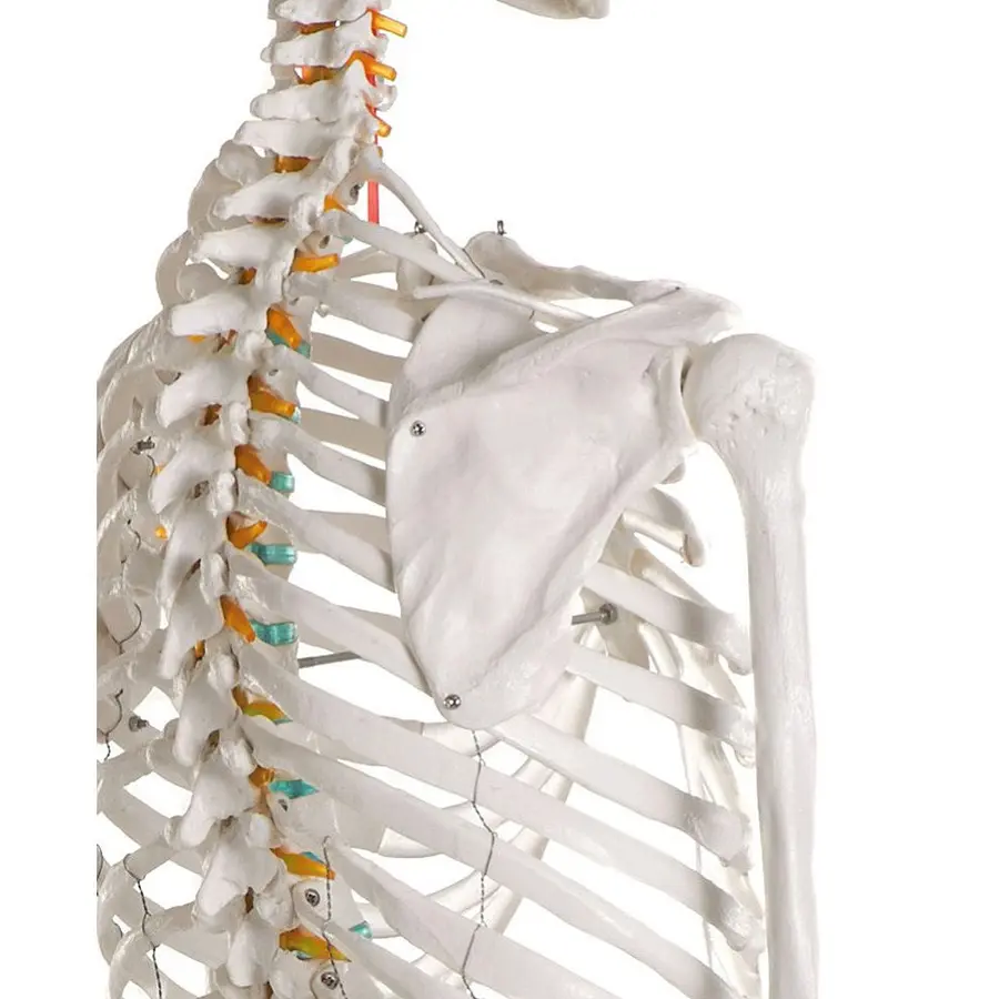 Skelett till undervisning Anatomisk modell 