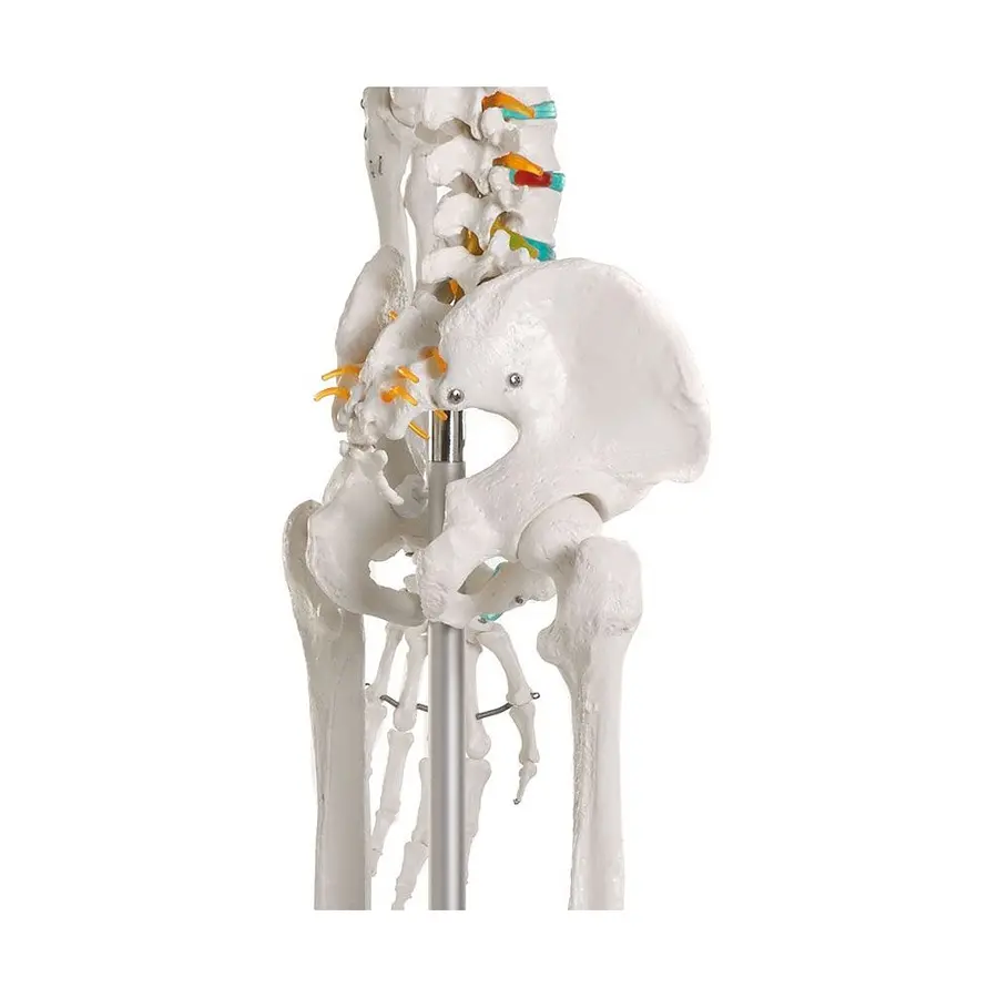 Skelett till undervisning Anatomisk modell 