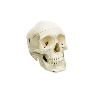 Anatomiska modell av kranie Skull 4 part | Skalle i 4 delar