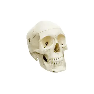 Anatomiska modell av kranie Skull 4 part | Skalle i 4 delar