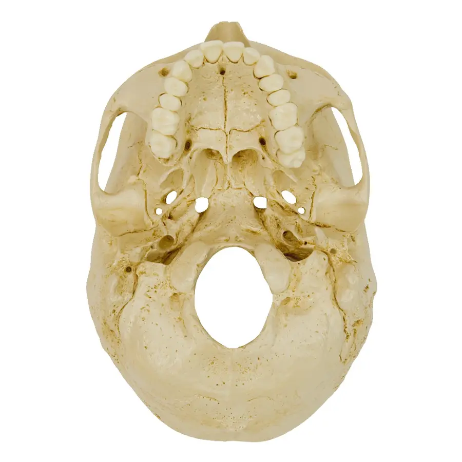 Anatomiska modell av kranie Skull 4 part | Skalle i 4 delar 