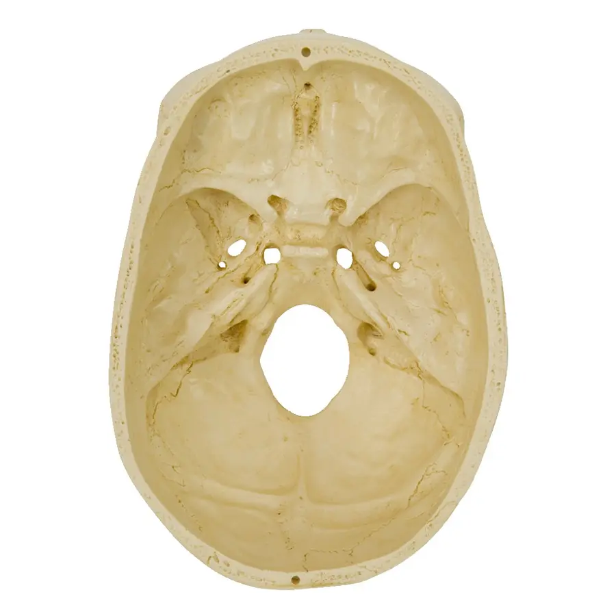 Anatomiska modell av kranie Skull 4 part | Skalle i 4 delar 