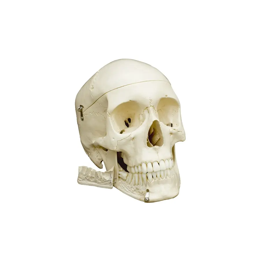 Anatomiska modell av kranie Skull 4 part | Skalle i 4 delar 